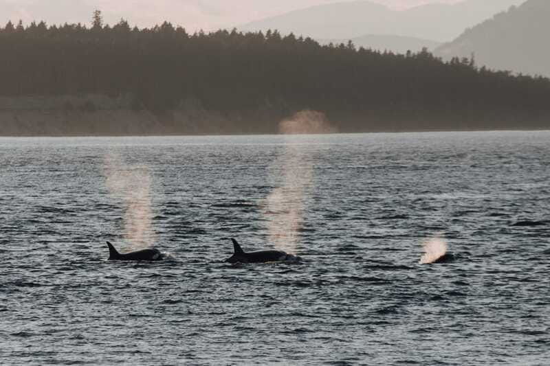 victoria-morning-whale-watching-tour-in-scarab-boat
