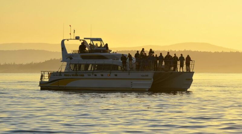 victoria-sunset-whale-watching-tour-on-semi-covered-boat-2