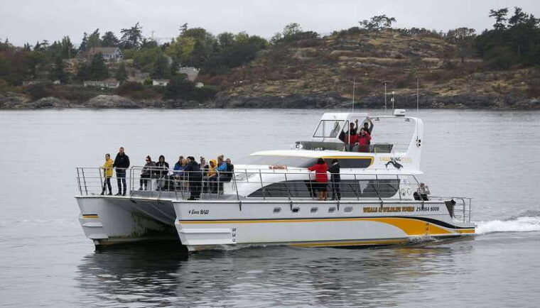 victoria-whale-and-wildlife-semi-covered-boating-tour