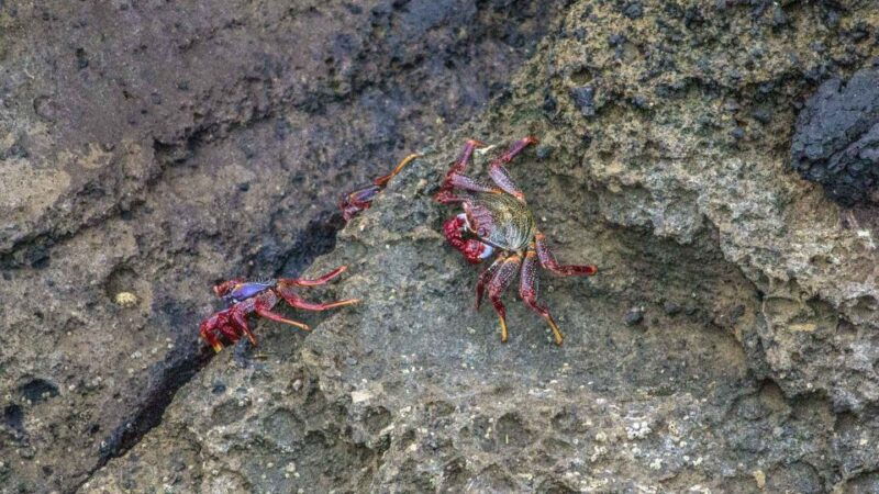 vila-franca-islet-off-coast-nature-reserve-tour-2