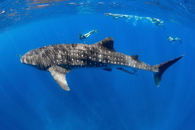 VIP luxury chartered escapes, exploring the reef at your own pace - FAQ