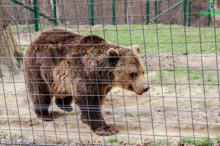 visit-bear-sanctuary-and-bran-castle-from-brasov
