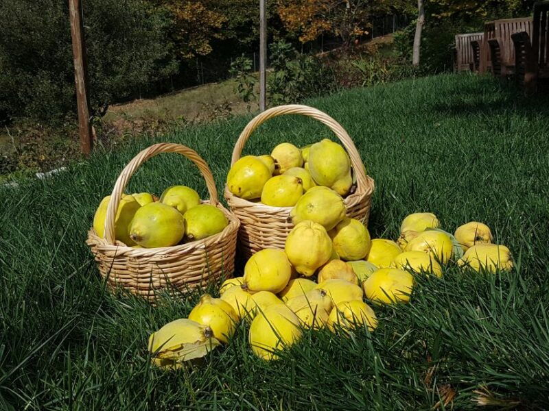 volos-cook-like-a-local-at-a-greek-farm