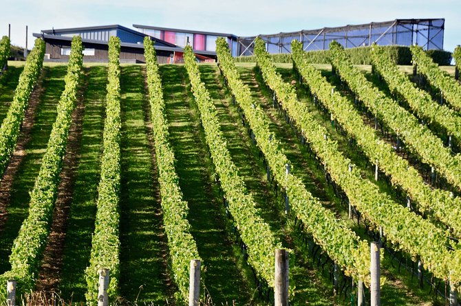 Waiheke Island - Fly and Dine (from North Shore Airport) - Considerations for Potential Guests