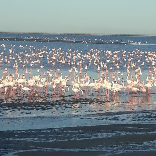 walvis-bay-catamaran-cruise-and-sandwich-harbour-tour