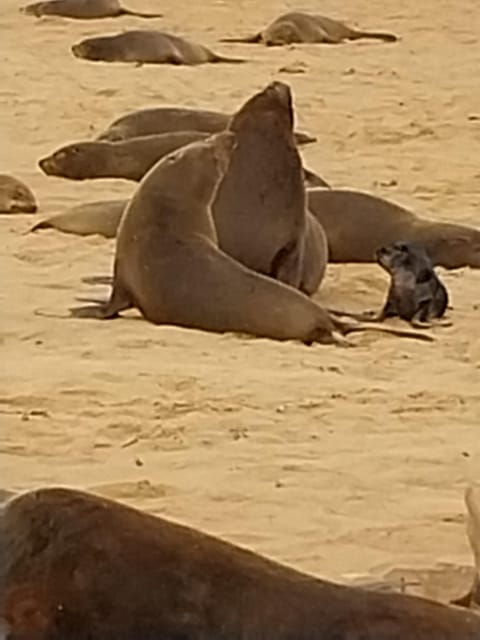 walvis-bay-kayaking-and-sandwich-harbour-full-day-tour