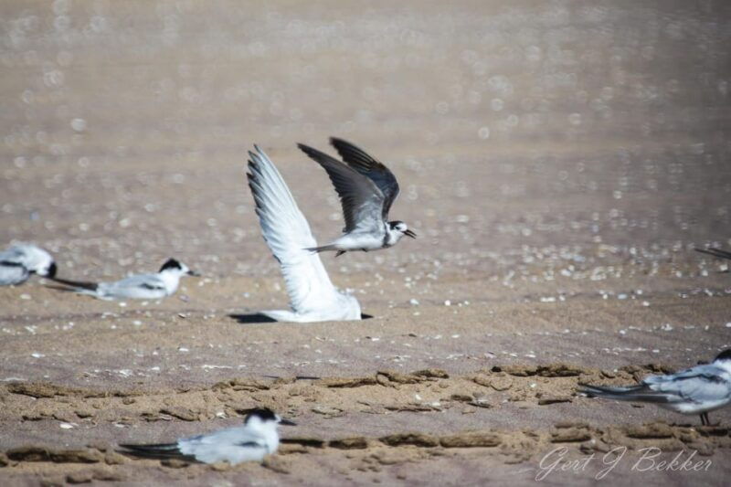 walvis-bay-pelican-point-birding-and-cape-fur-seal-tour
