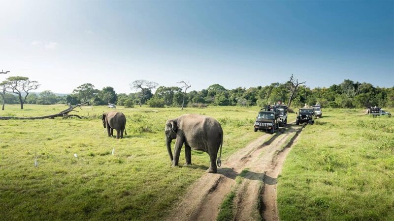 wasgamuwa-national-park-safari-private-jeep