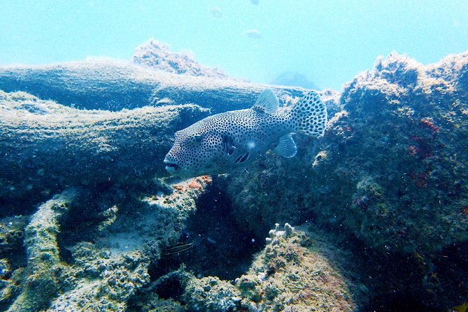 Wave Break Island Snorkel Tour on the Gold Coast - The Sum Up