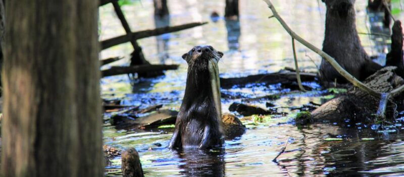 wekiva-wildlife-kayaking-adventure-tour-2