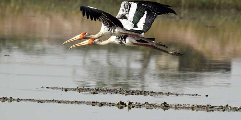 west-coast-beach-river-mangroves-lagoon-wildlife-boat-tour