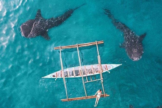 Whale Shark & Tumalog Falls & Sumilon Sandbar & Pescador Island with Sardines - Final Stop: Sardines Run & Sea Turtles in Moalboal