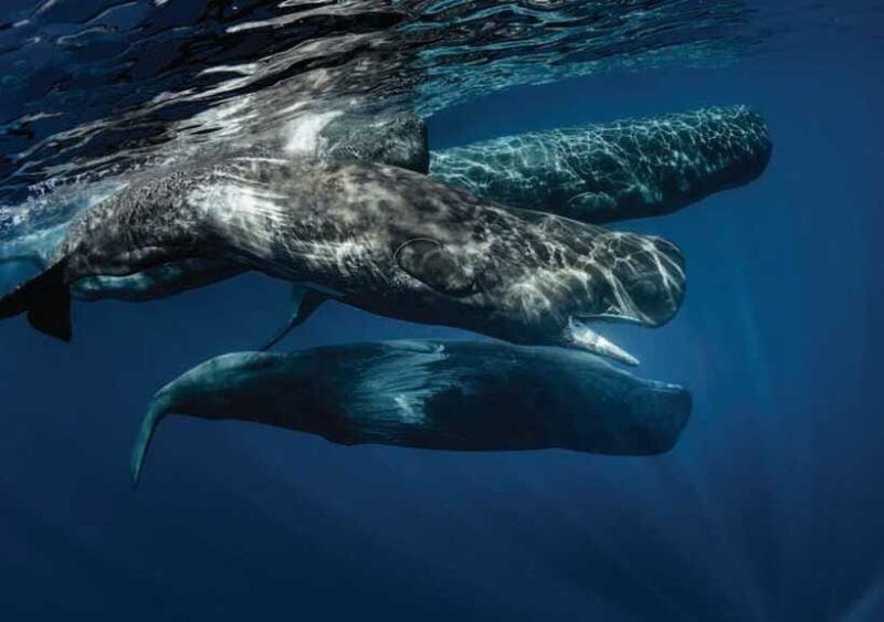 whale-watching-boat-tour-from-galle