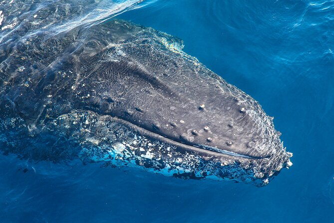Whale Watching Sydney 2-Hour Express Cruise - FAQ