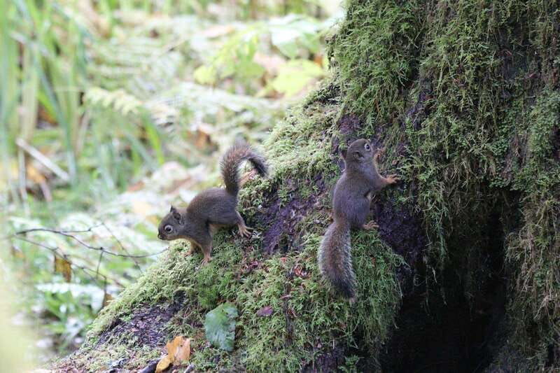whistler-forest-walk-tour-for-families