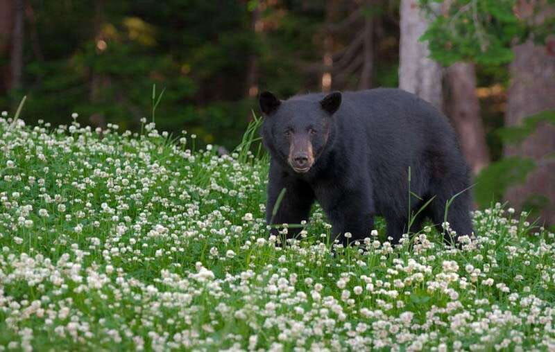 whistler-morning-with-the-bears-land-rover-scenic-tour