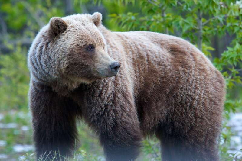 whitehorse-kluane-national-park-haines-junction-day-trip