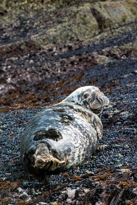 wild-atlantic-way-wildlife-eco-cruise