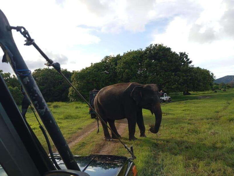 wildlife-experience-at-minneriya-national-park-safari