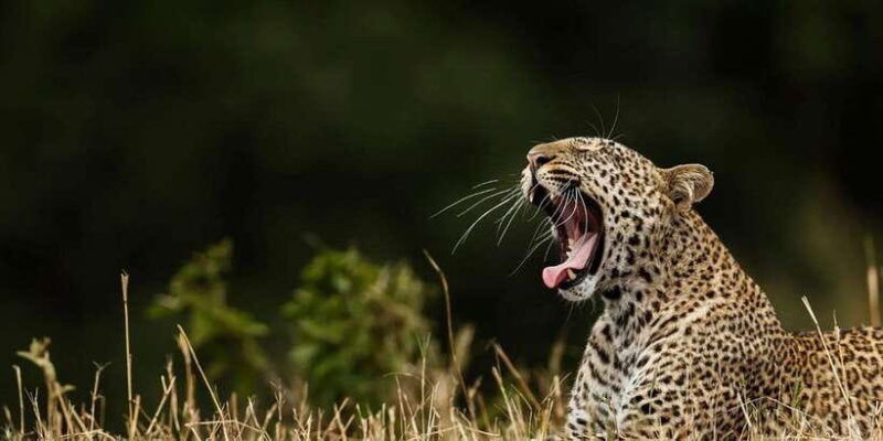 wilpattu-jeep-safari-day-tour-from-colombo
