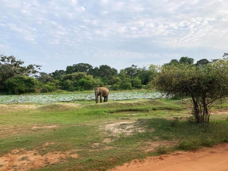 wilpattu-jeep-safari-day-tour-from-trincomalee