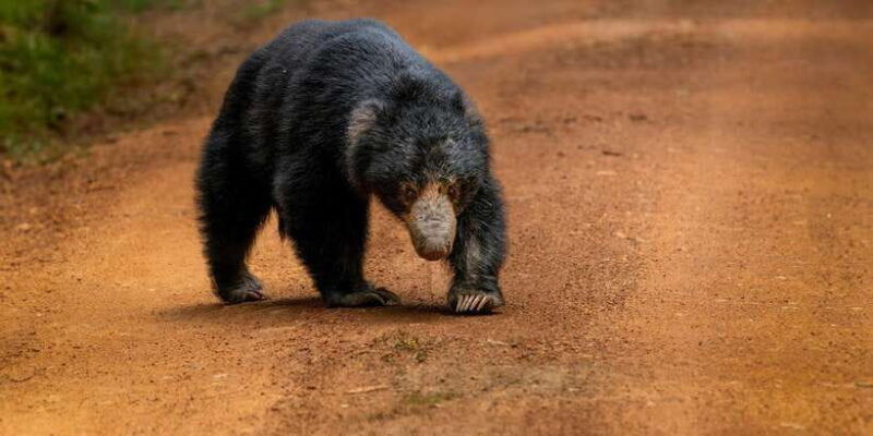 wilpattu-national-park-full-day-safari-0600am-1800pm