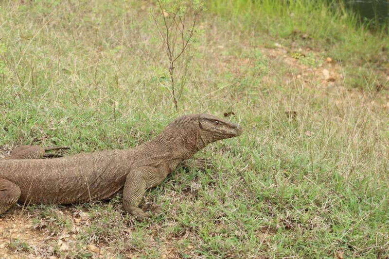 wilpattu-national-park-morning-or-afternoon-safari-2