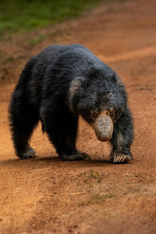 wilpattu-national-park-morning-or-afternoon-safari-3