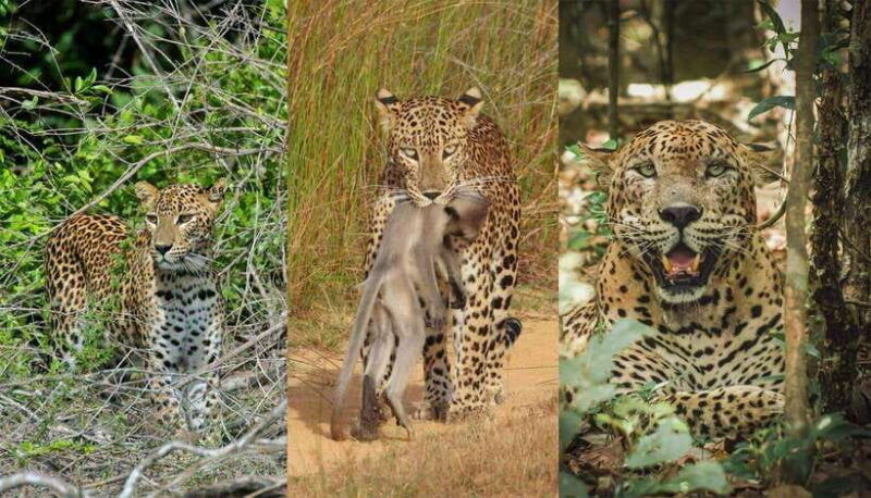 wilpattu-national-park-morning-or-evening-jeep-safari