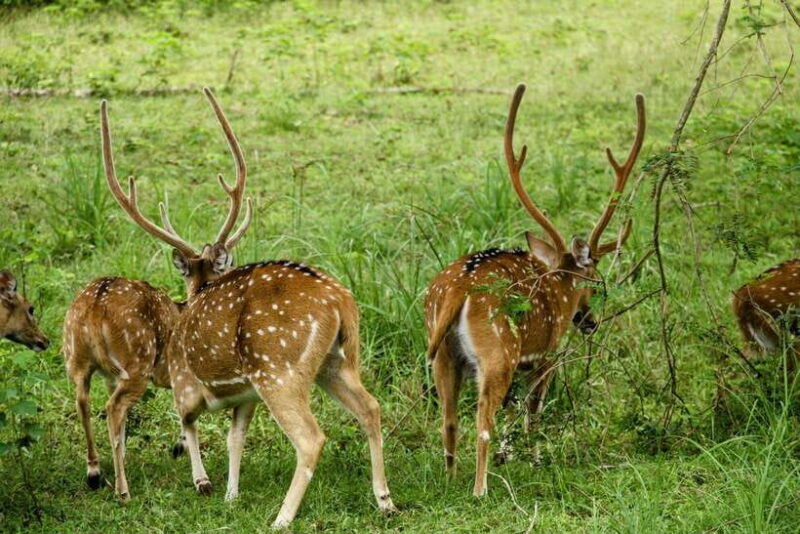 wilpattu-national-park-safari-guided-by-naturalist-ranger
