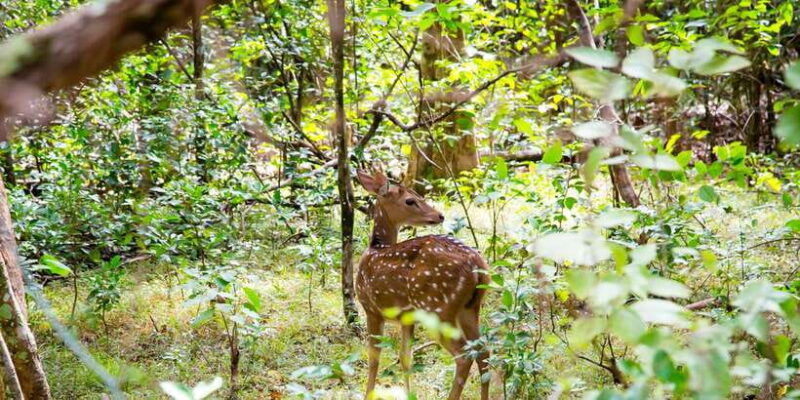 wilpattu-national-park-safari-tour-from-colombo