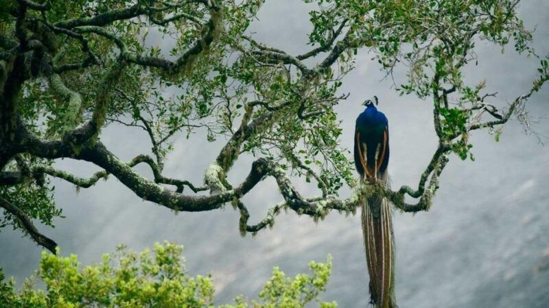 wilpattu-national-park-safari-tour