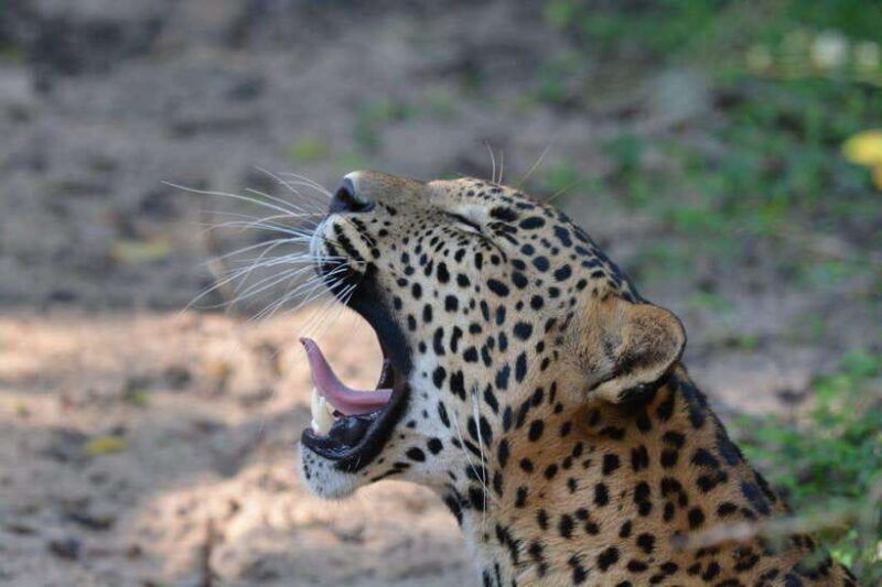 wilpattu-national-park-safari