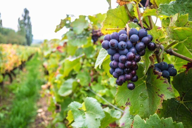 wine-and-food-tasting-tour-in-gdansk-old-town