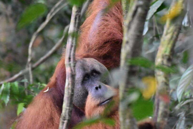wonderfull-orangutan-sumatera-jungle-trekking-and-tour