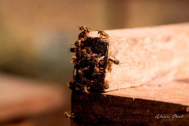 xkopek-mayan-bees-tour-and-honey-tasting-in-valladolid