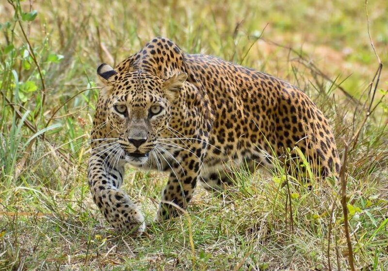 yala-national-park-full-day-safari-tour-from-colombo
