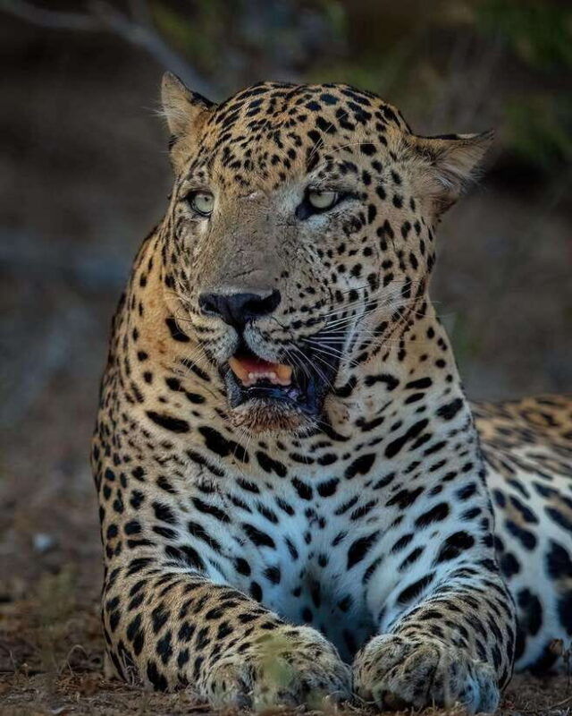 yala-national-park-half-day-or-full-day-leopard-safari-tour