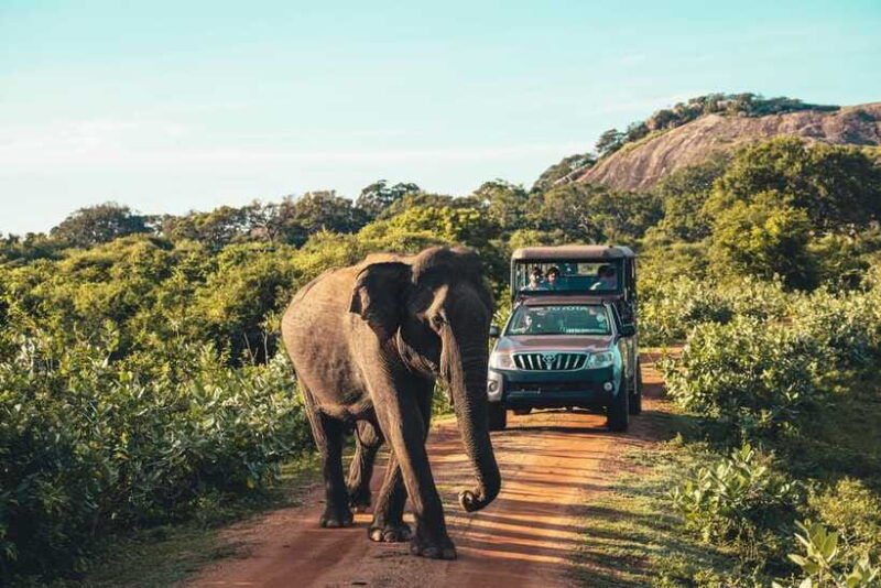 yala-national-park-leopard-safari-half-full-day-safari