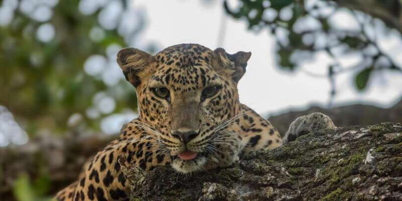 yala-national-park-private-full-day-safari-0400-1800