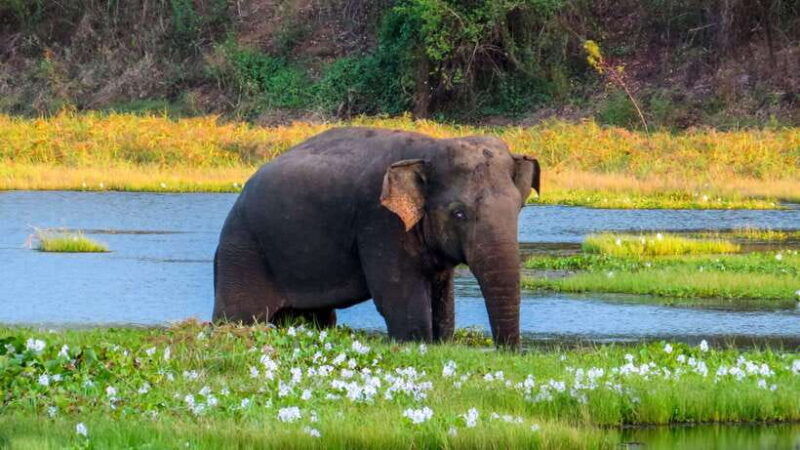 yala-national-park-private-safari-from-ella