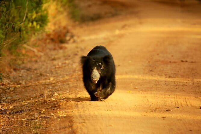 Yala National Park Safari from Ella - Final Thoughts