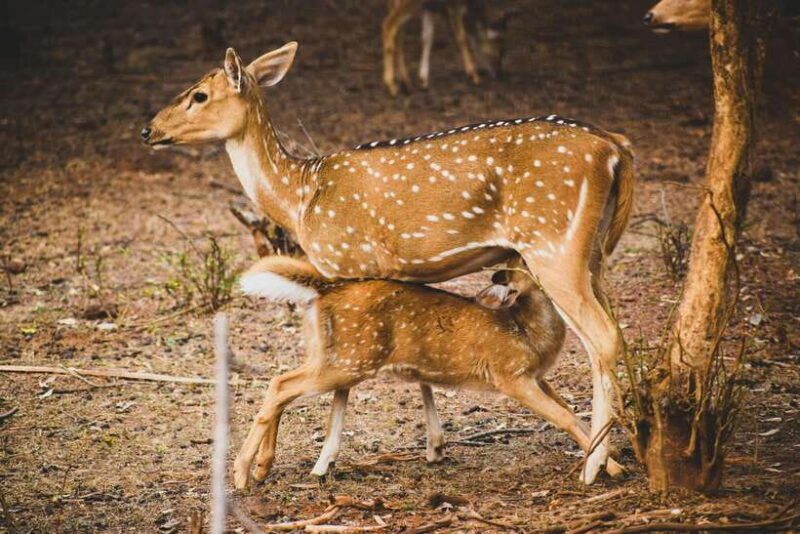 yala-national-park-safari-tours-half-day-full-day