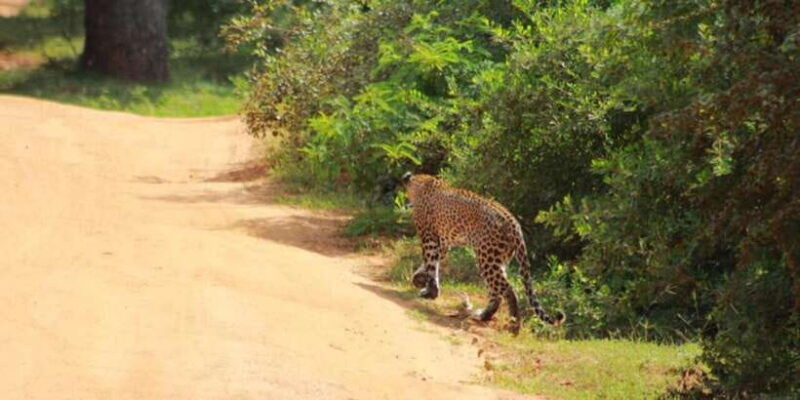 yala-national-park-sharing-safari-5-hours