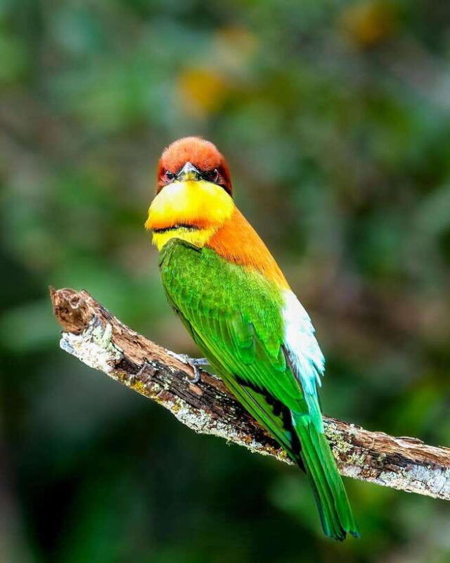 yala-safari-tours-7-hours-12-hours-safari