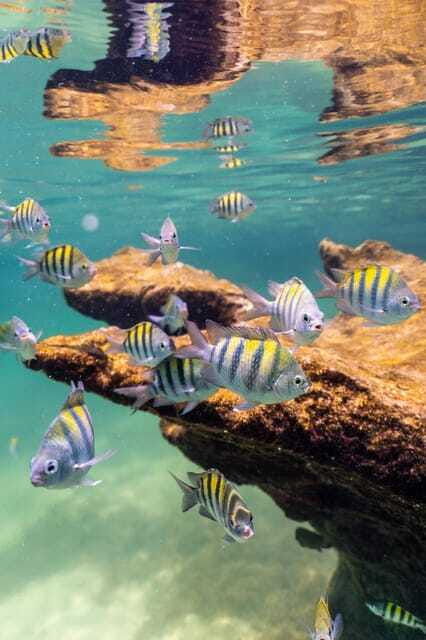 yalku-lagoon-snorkeling-with-tropical-fishes-tour