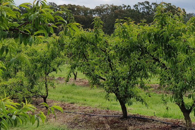 Yarra Valley Wineries and Rayners Orchard Tour from Melbourne - Why Choose This Tour?