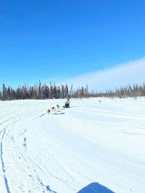 yellowknife-dog-sledding-tour