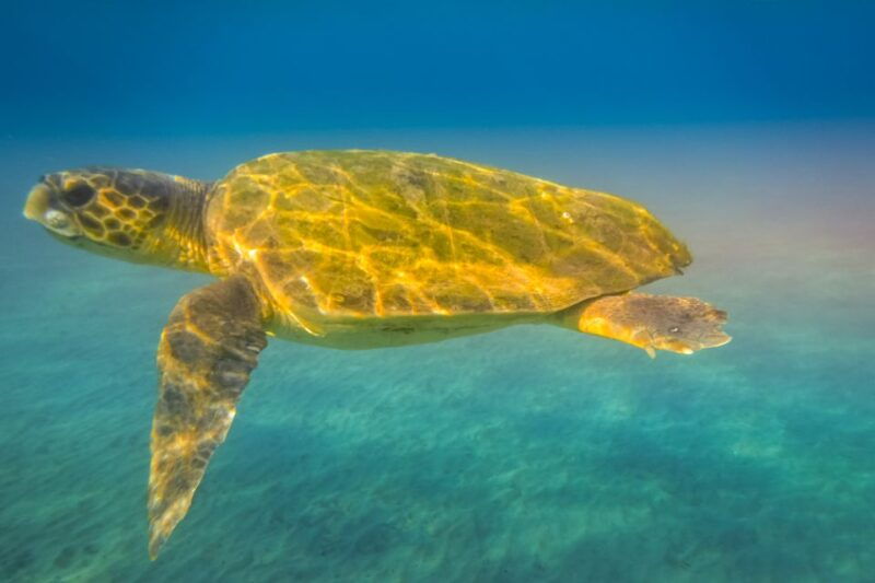 zakynthos-guided-boat-cruise-to-turtle-island-keri-caves