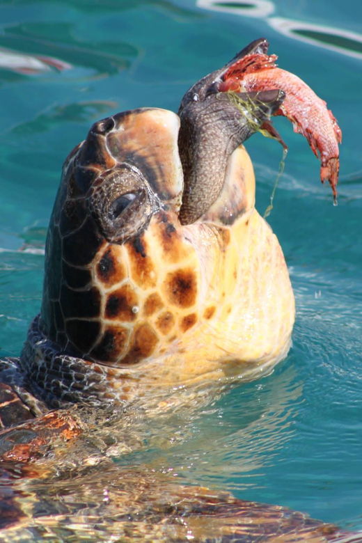 zakynthos-half-day-caretta-turtle-spotting-keri-caves